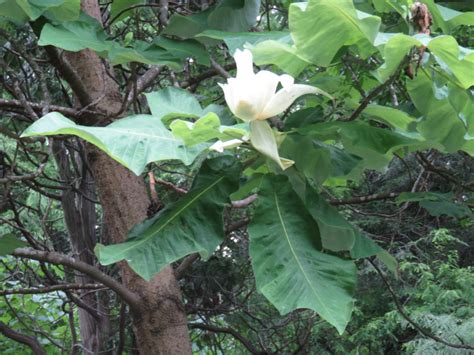 Our Native Bigleaf Magnolias What Grows There Hugh Conlon