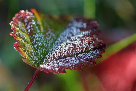Ice Crystals On Leaf Photograph By Sharon Talson Pixels