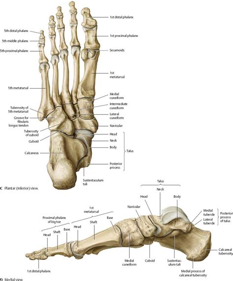 Anatomy Of The Foot Bones
