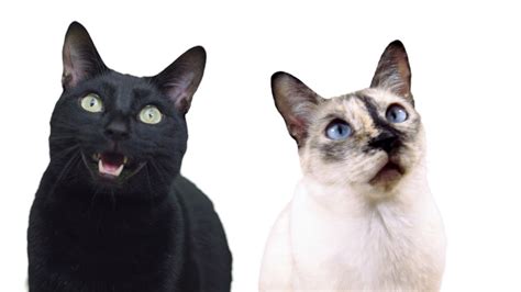 Born in my apartment had him all my life no. How Long - Cat Version Charlie Puth - YouTube