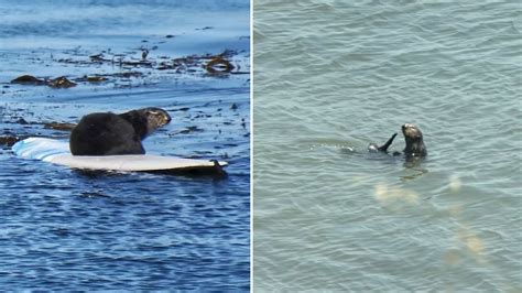 Surfing Sea Otter Evades Capture For Another Day As Crowds Visit Her In Santa Cruz Abc7 San