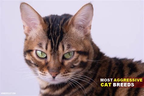 10 Most Aggressive Cat Breeds To Bring Home Wonderslist