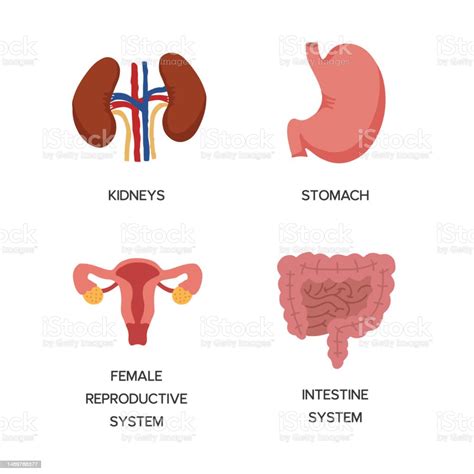 Human Internal Organs Cartoon Anatomy Body Parts Stomach With