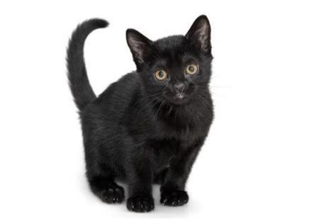 Bombay Cat Breed Information Images Characteristics Health