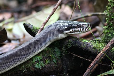 White Lipped Python Leiopython Albertisii Photo Markus Lagerqvist