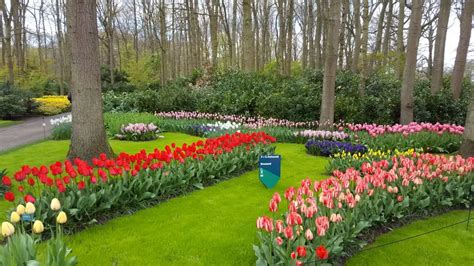 Best Time To Visit Keukenhof Garden To See Tulips In Bloom