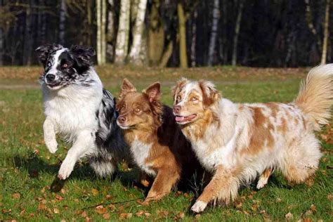 When Do Australian Shepherds Shed Their Puppy Coat Embora Pets