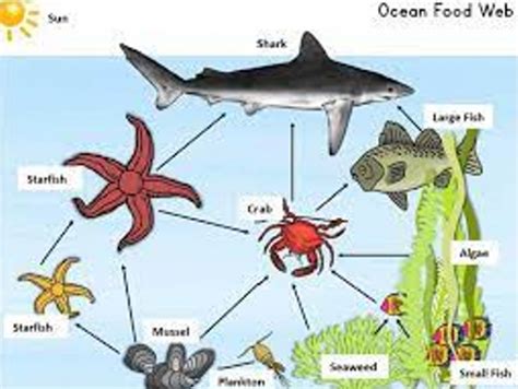 What Do Starfish Eat A Closer Look At Starfish Eating Patterns