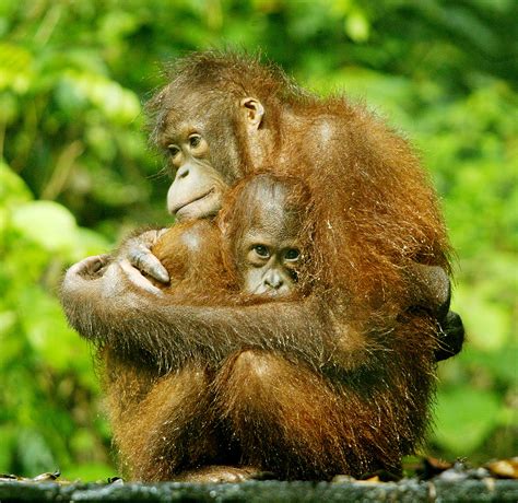 Startling Orangutan Population Decline Recorded In Borneo Emtv Online