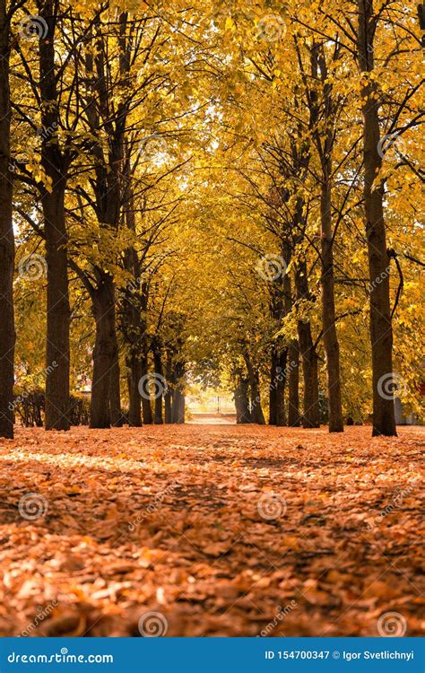 Beautiful Autumnal Scenery Of Tree Tunnel Beautiful Autumn Landscape