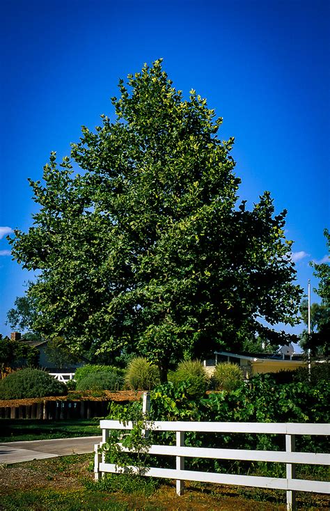 Bloodgood Sycamore Trees For Sale The Tree Center™