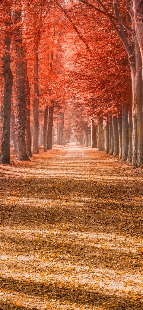 Autumn Trees Wallpaper 4k Forest Path Trunks Woods