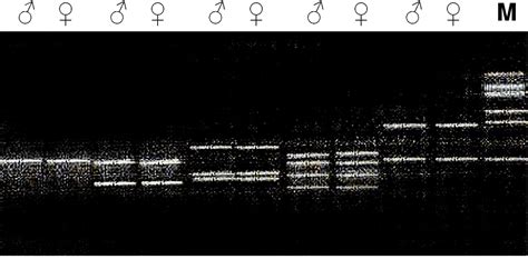 Figure 2 From The Determination Of Sex Linked Molecular Markers With