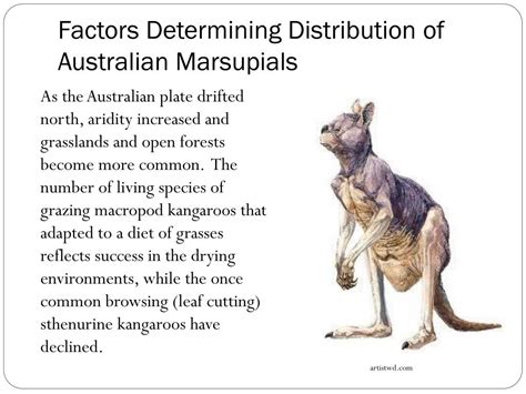 Ppt Evolution Of Australian Biota Topic 13 Distribution Of Flora And Fauna Powerpoint