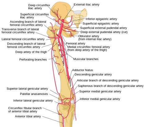 Le Arteries Arteries Anatomy Arteries Anatomy