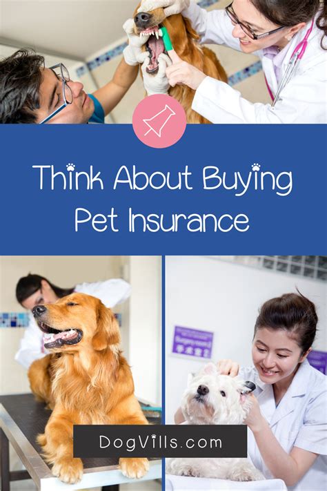 Why are vet bills so high? How to save money on dog vet bills - Dog Vills | Vet bills ...