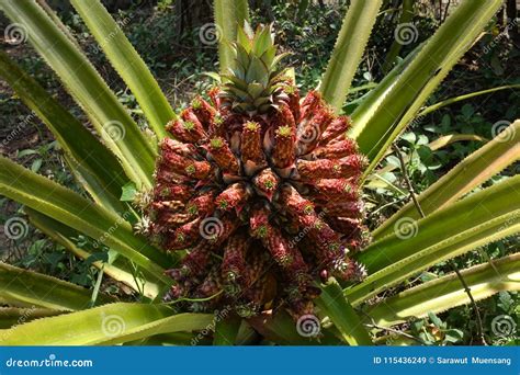 Strange Pineapple In Thailand Stock Image Image Of Orange Fruit