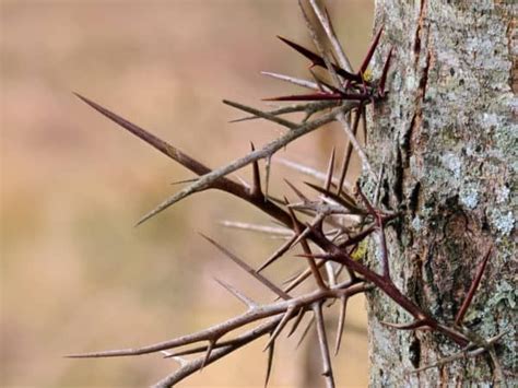 17 Thorny Bushes To Use For Home Defense Thorny Bushes Evergreen
