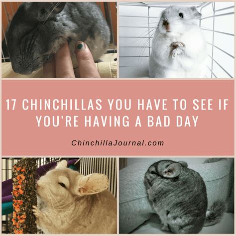 17 Chinchillas You Have To See If Youre Having A Bad Day