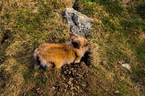 Rabbit Digging A Hole Stock Photo Image Of Meadow Gray 69312590
