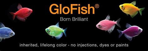 Glofish Promotions Us Petsmart Glofish Glofish Tank Fish