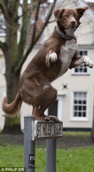 Effiong Eton Photos Amazing Balancing Act Puts Dog In Guinness Book