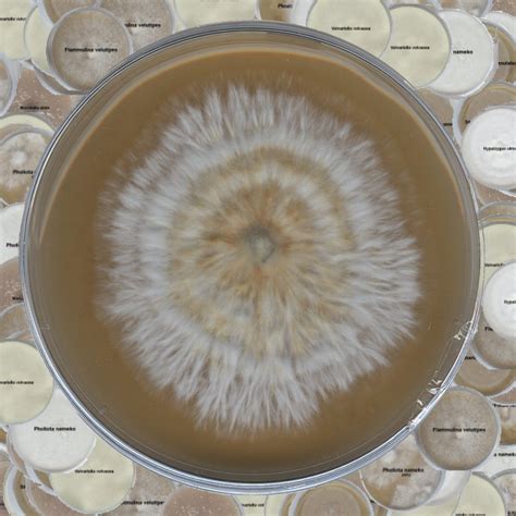 Mycelium On Agar Picture Thread Advanced Mycology Shroomery Message