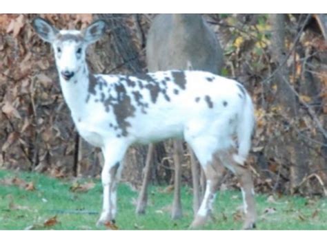 Rare White Deer Photographed In Middlesex County Acton