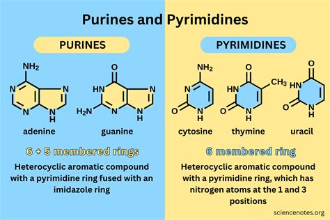Purines And Pyrimidines