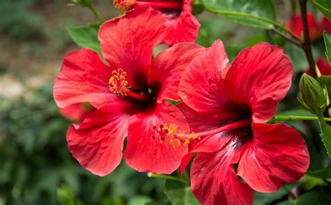 9 Hibiscus Flower Parts Names And Functions Graphic