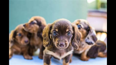 Miniature Dachshund Puppies Youtube