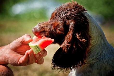 Foods that are safe for people can often be harmful to dogs, while others are nutritious for dogs to eat in moderation. Can Dogs Eat Watermelon Safely? | Dog Food Care
