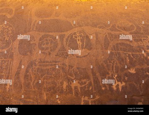 Petroglyphs On A Rock Depicting Cows Najran Province Thar Saudi