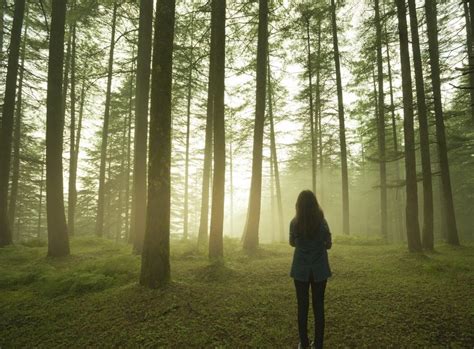 Silhouette Of Girl Standing Alone In Pine Forest At Twilight The Dbt