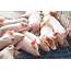 HOW TO ENSURE WEANING PIGLETS ARE STRESS FREE