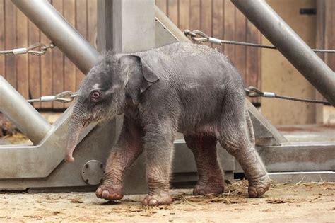 Dedicated Keepers Help Elephant Calf At Ostrava Zoo Zooborns