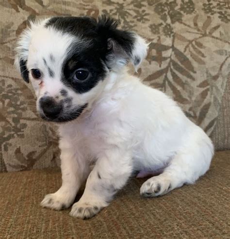 Adopted Blake Shelton Chihuahua Papillon Mix Save Rescue Love
