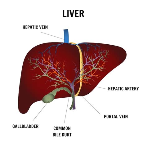 Premium Vector Medical Picture Of Liver And All Infographic In Vector