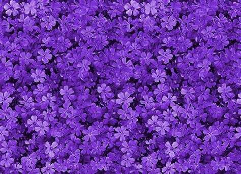 Purple Flowers Wallpaper Background Wallpapersafari