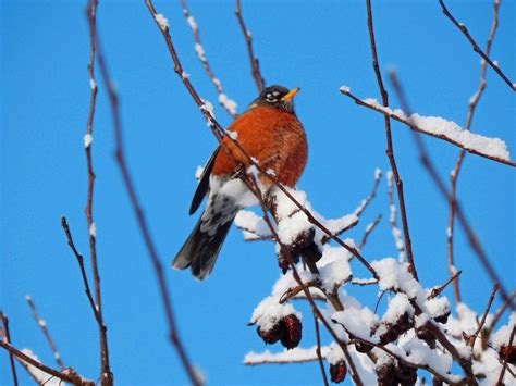 Do Robins Migrate And Fly South In Winter Birds And Blooms