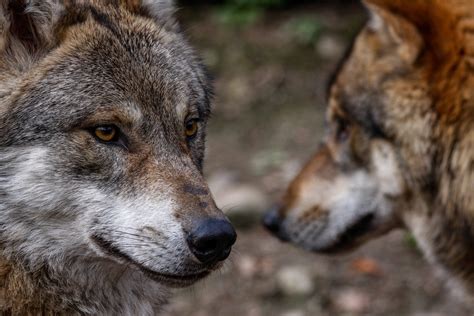 The Cherokee Two Wolves Story And The Power Of Mindset Clarity Clinic