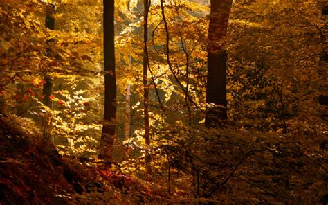 Leaves Nature Landscapes Trees Forest Woods Autumn Fall Light