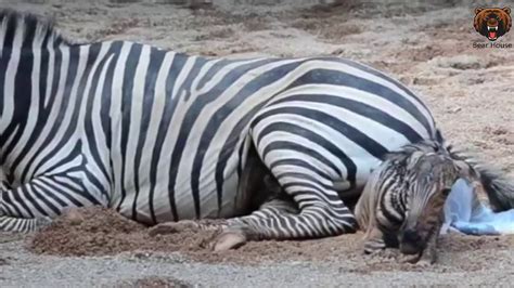 Zebra Giving Birth And Babys First Steps Youtube