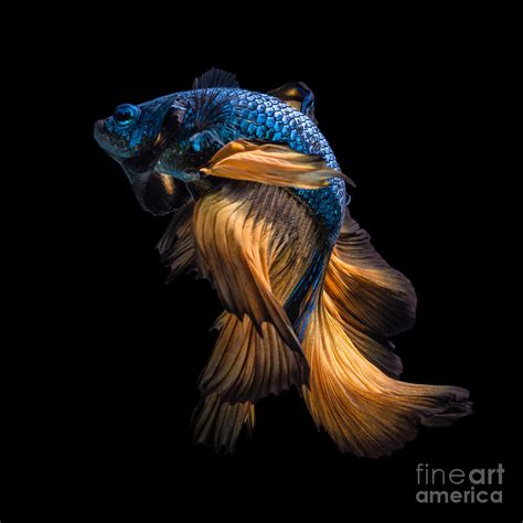 Colourful Betta Fishsiamese Fighting Photograph By Nuamfolio Pixels