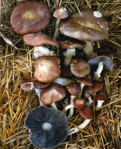 Stropharia Rugosoannulata All About Growing And Hunting Mushrooms