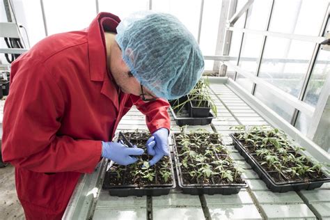 Training Scientists For The Plant Breeding Industry