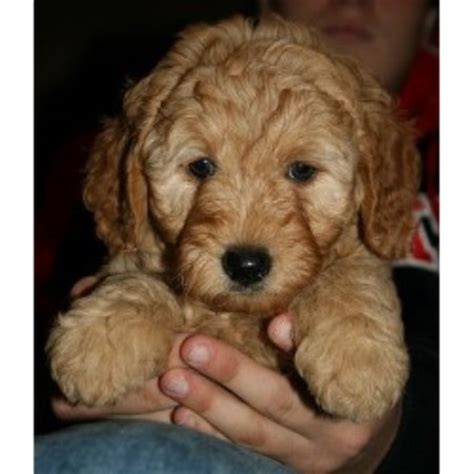 We'd love to hear from you. Brian's Cuddly Companions, Goldendoodle Breeder in Holly ...