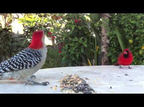 The best time to participate in this activity is in the spring, as most birds are very active, and the. South Florida Backyard Birds in Royal Palm Beach - YouTube