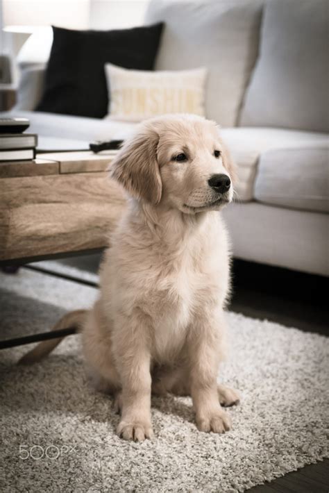 Beautiful Golden Retriever Puppy Tap The Pin For The Most Adorable