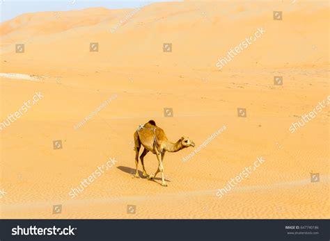 Dromedary Arabian Camel Passing Through Sand Stock Photo 647740186